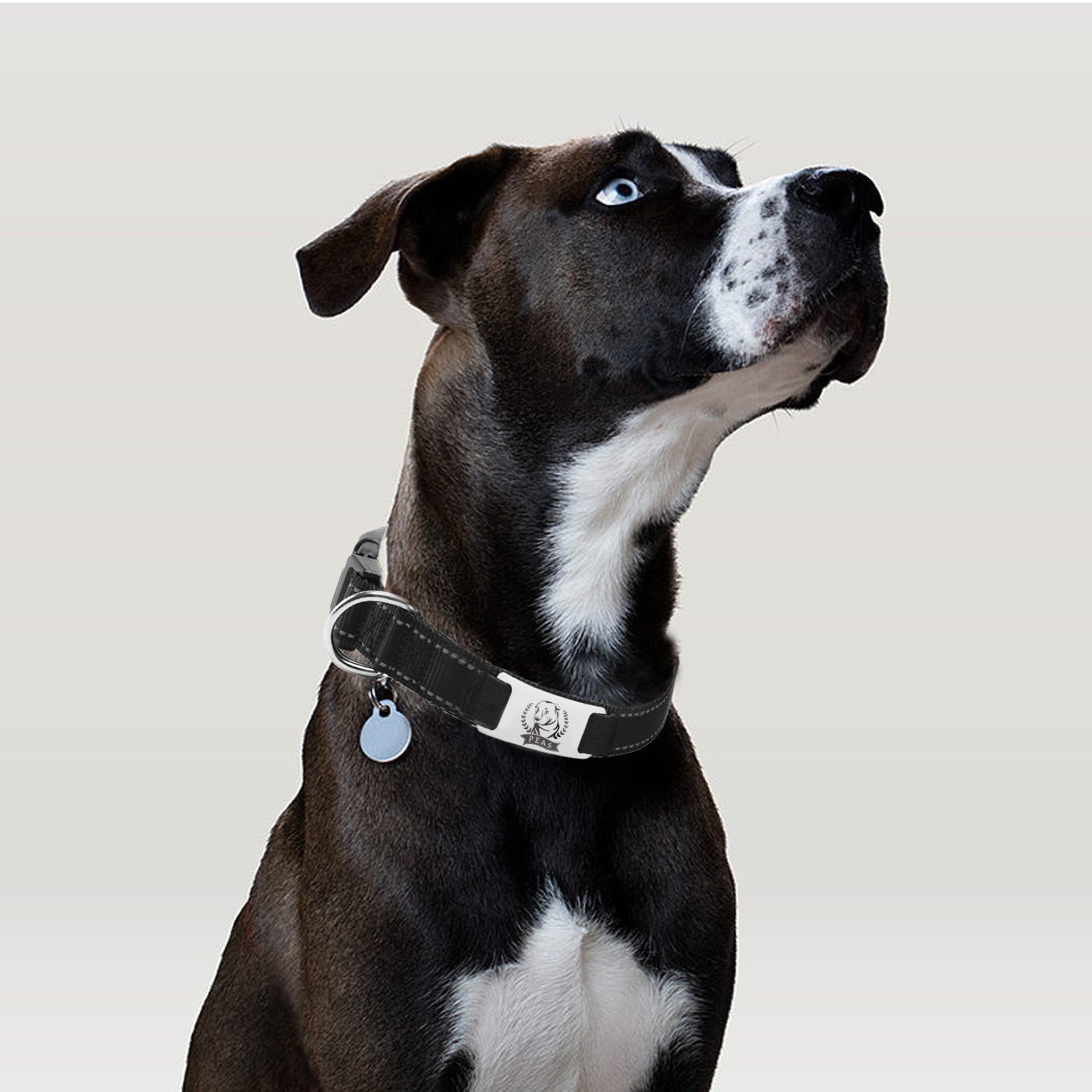 Dog Collar (2pcs)